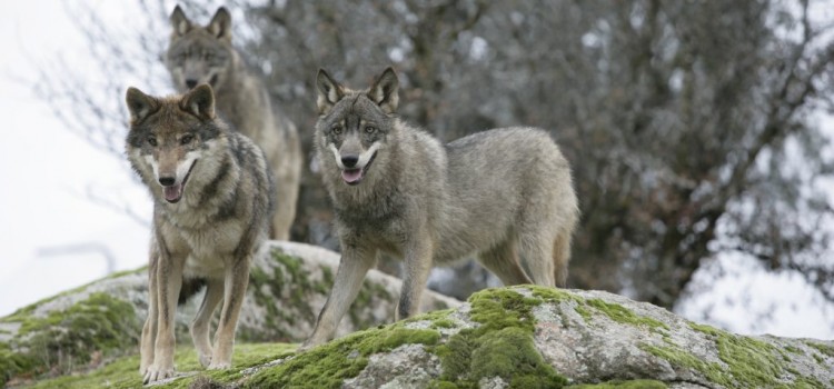 Fauna and Flora, Peneda-Gerês National Park