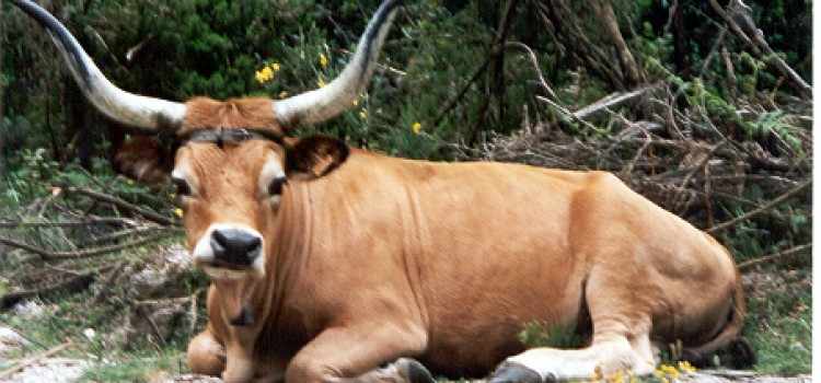 Barrosão ox and Castro Laboreiro dog, Peneda-Gerês National Park